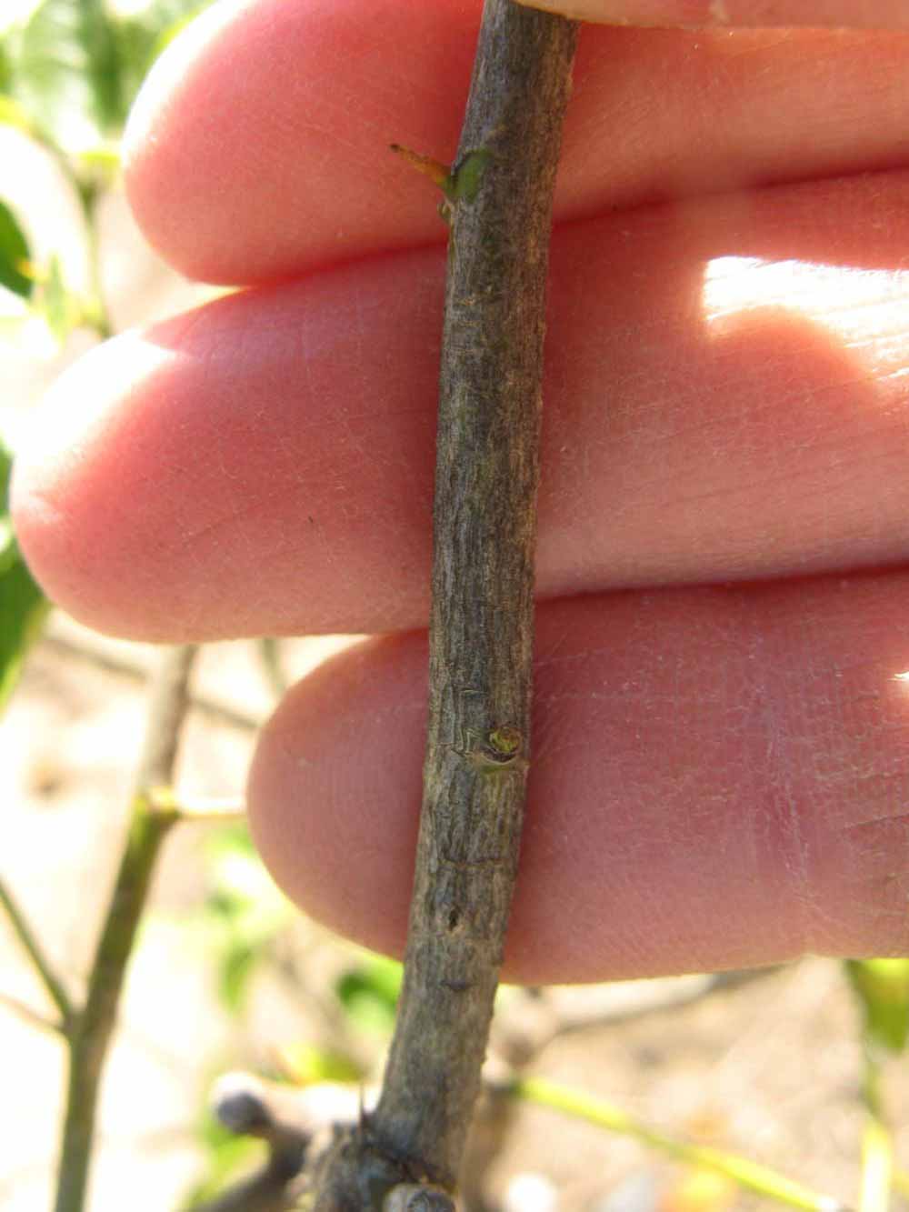              Second - third year twig (Winter Haven, FL)       